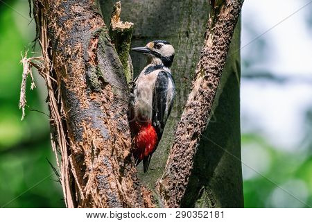 Great spotted woodpecker perching on the perforated bark. Black and white pecker (dendrocopos major) with scarlet red undertail hammers on the tree in summer forest.