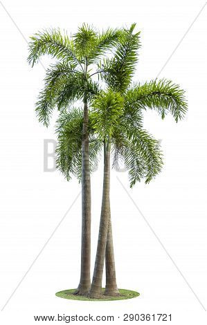 Betel Palm Trees Or Betel Nut Isolated On White Background.