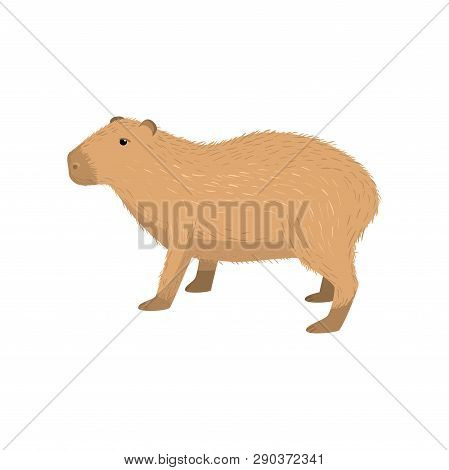 Cute Desman Transparent Isolated On White Background