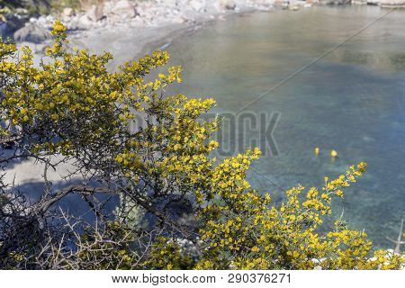 Yellow, Beautiful, Bright, Small Bush (calicotome Villosa) Grows And Flowering In The Mountains Agai