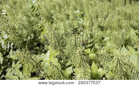 Fresh Sprouts Of A Horsetail (equisetum -snake Grass, Puzzlegrass) At The Beginning Of Spring