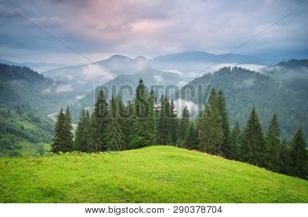Green mountains hills . Fir and spurce forest.Composition of nature.