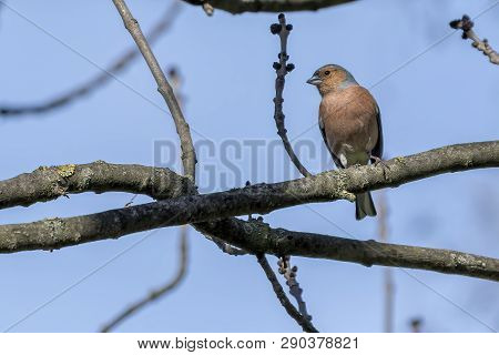 Finch Fringilla Coelebs Bird On Tree