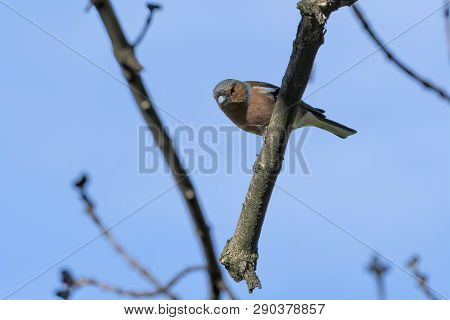 Finch Fringilla Coelebs Bird On Tree
