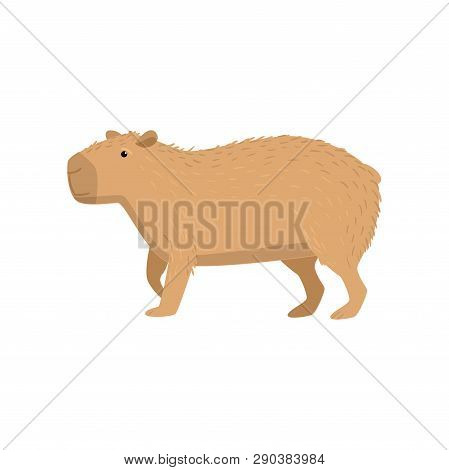Cute Desman Transparent Isolated On White Background