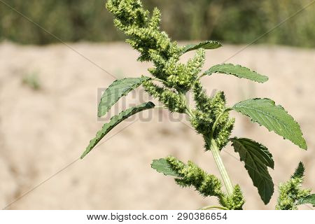 Leaves And Flowers Of Common Amaranth (amaranthus Retroflexus)