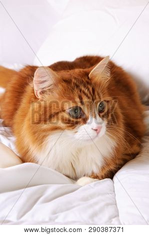 Fluffy Red-headed Cat Resting On A Bed In A White Bed.