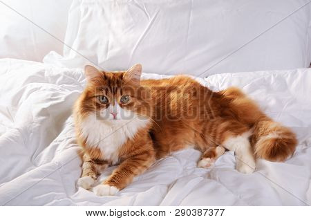 Fluffy Red-headed Cat Resting On A Bed In A White Bed.