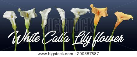 Realistic Kala Flower. For Design Of Leaflets, Banners. Colorful Creative Modern Nature Reality Vect