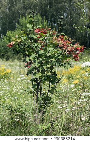 Viburnum Bush. Red Viburnum Grows In The Forest (viburnum Opulus)