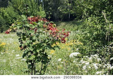 Viburnum Bush With Ripe Berries And Leaves Damaged By Aphids