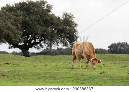 Beef cow grazing in the pastures of Spain