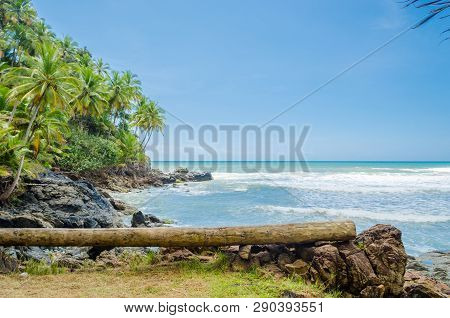 Coconut Trees, Intense Vegetation And Large Rocks In Contact With The Sea. Fallen Wooden Trunk Used 