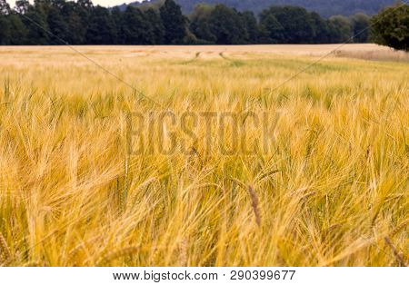 The Filed Of Oat On The Countryside Near Domazlice. It Is Situated In Czech Republic In Europe. Ther