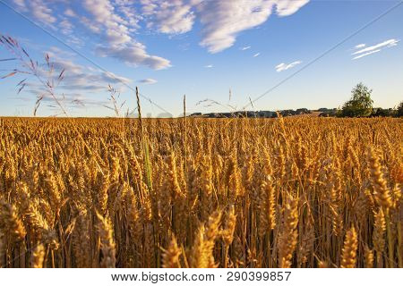 The Filed Of Oat On The Countryside Near Domazlice. It Is Situated In Czech Republic In Europe. Ther