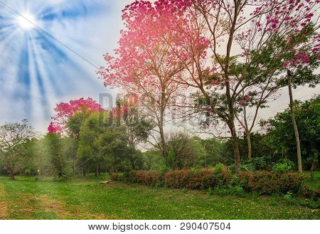Blooming Lapacho Trees In Paraguay - Illustratively Edited
