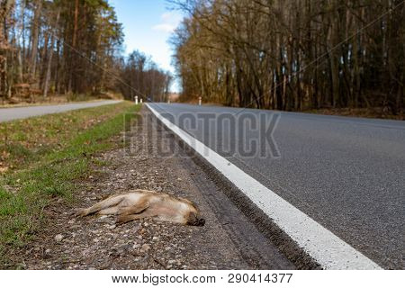 A Small Boar Killed On A Busy Road. Forest Animals Hit By Cars. Season Of The Spring.