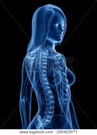 3d rendered medically accurate illustration of the skeletal 