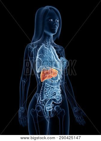 3d rendered medically accurate illustration of a womans liver