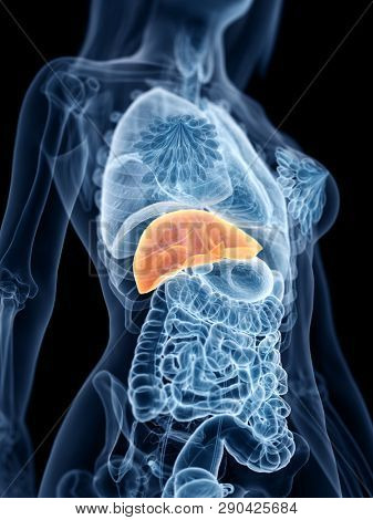 3d rendered medically accurate illustration of a womans liver