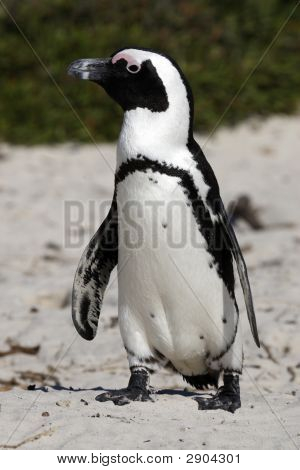 Spheniscus Demersus tučňák brýlový