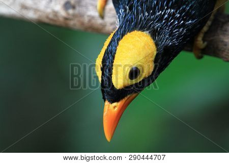 The Yellow Faced Myna  Perched On A Tree Branch.
