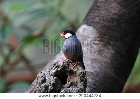 The Java Rice Sparrow. At Hk Park