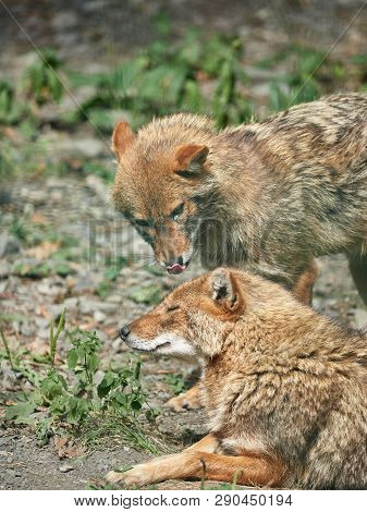 Two Jackals Resting On Rocky Ground On A Summer Day. Golden Jackal Canis Aureus