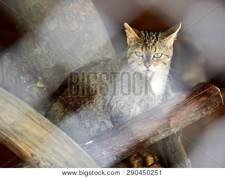 Wild Forest Cat Sits Among The Dry Logs. Wild Forest Cat Is Looking Forward. European Wildcat, Felis
