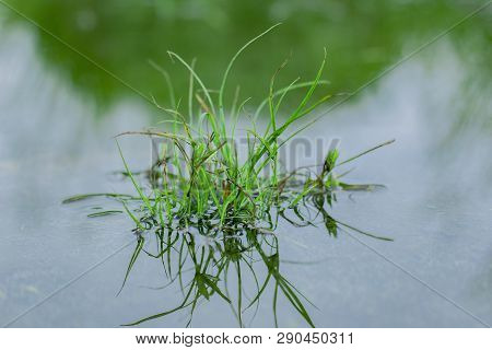 Beautiful Mirror Of Grass At Stagnant Water, Round Galingale, Cyperus Rotundus