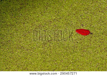 Red Leaf Floating On A Mat Of Duckweed Covering The Surface Of The Water