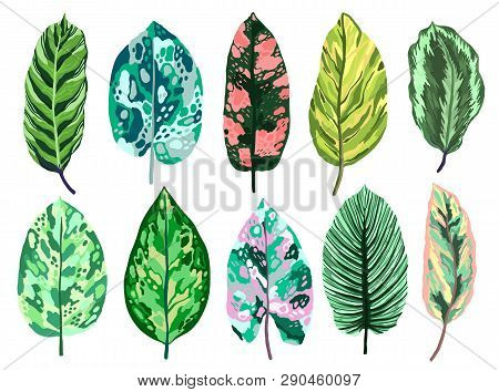 Tropical Leaves Diffenbachia Set Collection. Vector Isolated Elements On The White Background. Leaf 