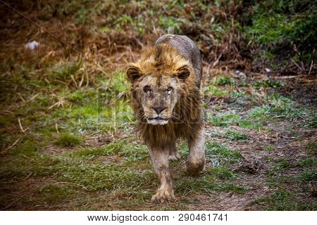 Ligr. A Hybrid Of A Lion And A Tiger. A Large Male Ligra. A Dangerous Predator.
