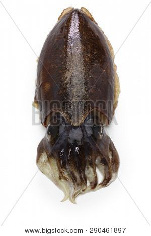 fresh cuttlefish isolated on white background