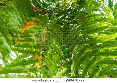 Looking Up Of Ferns Leaves Green As A Background, Abstract Texture Background, Ecological Concept  (