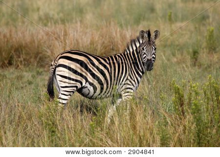 Burchells Zebra