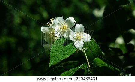 White Flowers On Mock-orange Shrub With Bokeh Background, Macro, Selective Focus, Shallow Dof