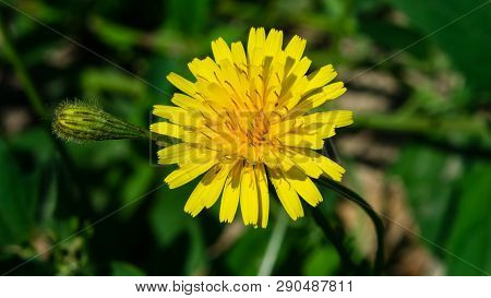 Flower Of Crepis Tectorum Or Narrowleaf Hawksbeard Close-up With Bokeh Background, Selective Focus, 