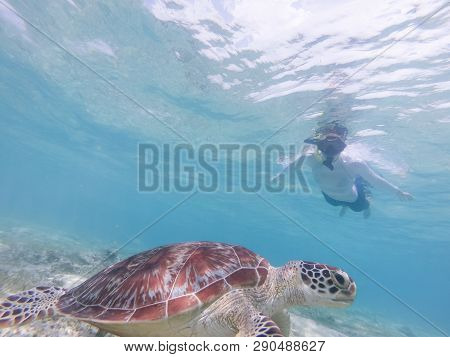 People On Vacations Wearing Snokeling Masks Swimming With Sea Turtle In Turquoise Blue Water Of Gili