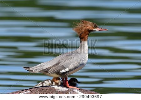 Portrait Of A Common Merganser (mergus Merganser) Duck Standing On A Rock With Ducklings In Lake Win