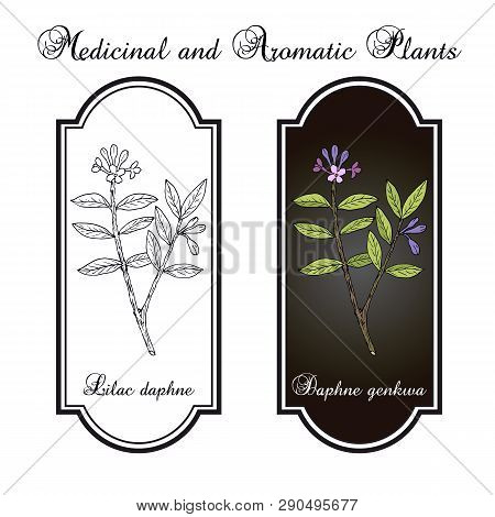 Lilac-daphne Daphne Genkwa , Medicinal Plant. Hand Drawn Botanical Vector Illustration