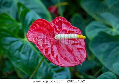 Anthurium, Flamingo Red Flower In Close-up View.