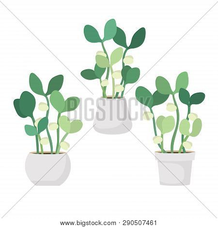 Young Fresh Green Sprouts In White Pots Vector Illustration