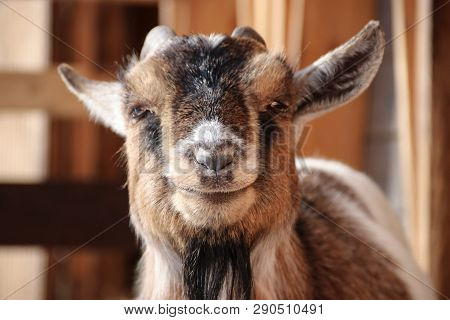 Goat Smile On The Farm In Spring