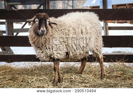 Little Sheep On Farm With Cool Wool