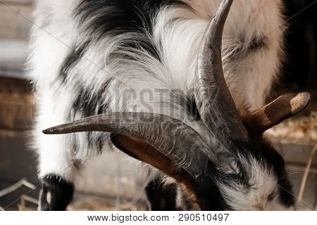 Goat Horns On The Farm Village Spring