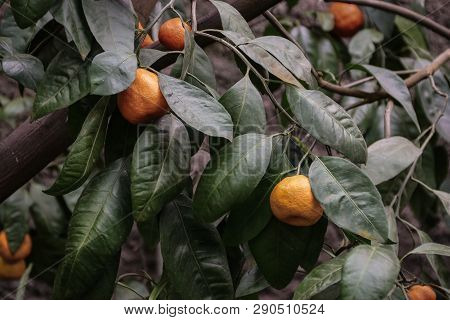 Orange Tangerines On A Branch In A Greenhouse