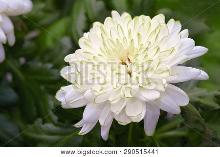 Close Up Of Beautiful Chrysanthemum Zembla White Flower