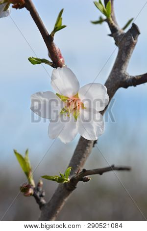 Almond Flower - Latin Name - Prunus Dulcis (syn. Prunus Amygdalus)