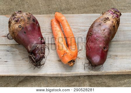 Three Non-standard Ugly Vegetables Are Lying On Grey Wooden Planks On Burlap.